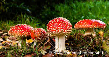 Scoperta una nuova capacità dei funghi: sono in grado di parlare tra loro - Commenti Memorabili