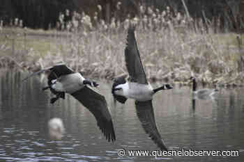 Bird watching takes flight in Quesnel – Quesnel Cariboo Observer - Quesnel - Cariboo Observer