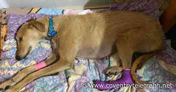 Dog's paw sliced open three times by broken glass on Coventry's streets - Coventry Live
