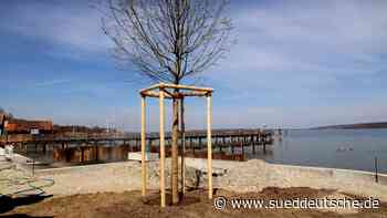 Dießen: Ersatz für gefällte Silberweiden - Starnberg - Süddeutsche Zeitung - SZ.de