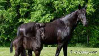 Kamloops RCMP challenges kids to name new foals - CFJC Today Kamloops