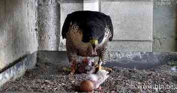 Eerste slechtvalkjes geboren in Brussel | Brussel | hln.be - Het Laatste Nieuws