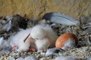 Eerste slechtvalkenjongen in Brussel te volgen via livestream - Plus magazine