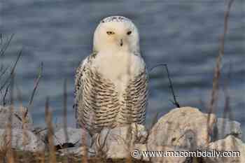 Avian influenza confirmed in wild birds in Macomb, Monroe and St. Clair counties - The Macomb Daily