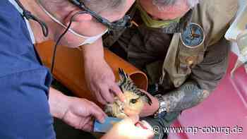 Medizin - Schnabelspitze abgebrochen: Zahnarzt behandelt Uhu - Neue Presse Coburg