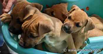 Animal lovers raising emergency medical funds for shelter - ColaDaily.com