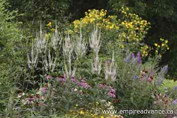 For Earth Day, plant native plants, practice benign neglect - Virden Empire Advance