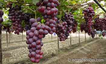 Anuncian recorridos turísticos por viñedos de Fresnillo - NTR Zacatecas .com