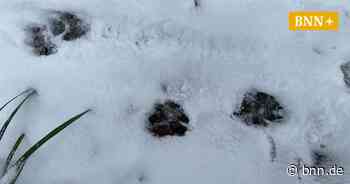 In der Nähe von Gernsbach verletzen freilaufende Hunde ein Reh tödlich - BNN - Badische Neueste Nachrichten