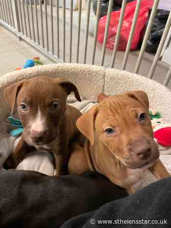 Cheshire Dogs' Home rehome mum and 7 puppies - St Helens Star