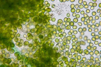 Algae: The Food of the Future of the Past - JSTOR Daily