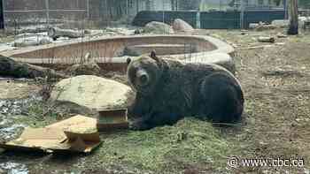 Bear with me: Sask. bears are waking up to a chilly spring