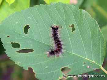 Hastings County politicians press Ontario, feds for moth solution - Belleville Intelligencer