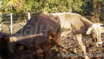 Pequeños ganaderos de Bacalar, en difícil situación por la sequía y falta de apoyo - Galu Comunicación