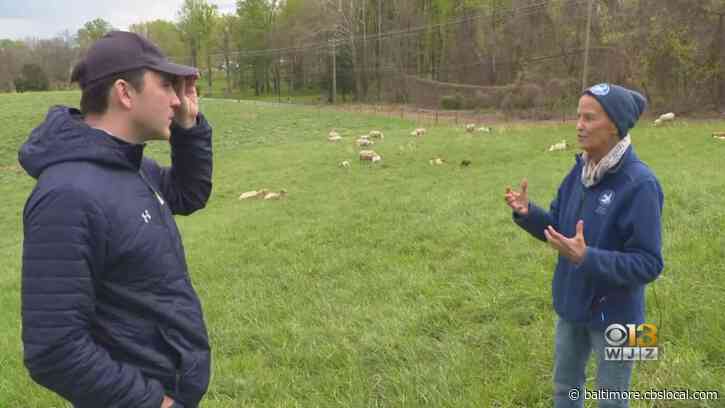Chesapeake Bay Foundation’s Clagett Farm Shows Farmers How To Improve Water Quality, Mitigate Climate Change