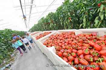 Greenhouse gas emissions exempted, for big BC greenhouses – Creston Valley Advance - Creston Valley Advance
