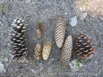 Out There: Tremendous Trees – Part 2 - Creston Valley Advance