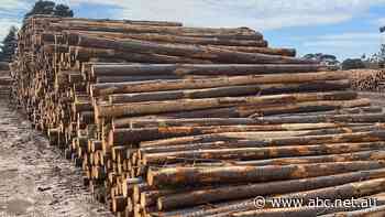 Having problems finding structural timber to build your home? The forestry industry hopes engineered wood is the answer