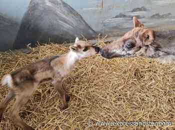 Dudley Zoo welcomes new helpers for Santa as reindeer calves are born - Express & Star