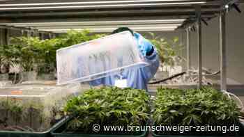 Deutsche Firma aus Sachsen liefert erstes Cannabis