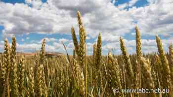 Victorian, NSW farmers celebrate autumn break with once-in-a-century string of good seasons