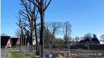 Bäume am Pöhlendamm massiv beschnitten: Baumschutzsatzung für Garrel gefordert - Nordwest-Zeitung