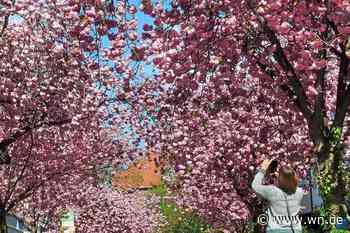 Die Schulstraße lockt mit pinkfarbenen Kirschblüten „Blütentouristen“ an