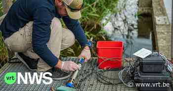 Speciale meettoestellen sporen vervuiling in rivier De Mark in noorden van Antwerpen vlugger op: "Waterkwaliteit zelfs van thuis uit op te volgen" - VRT NWS