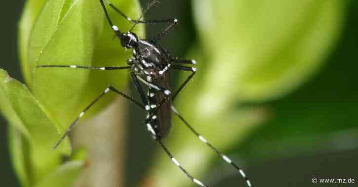 Hockenheim/Rhein-Neckar:  Asiatische Tigermücke soll komplett ausgerottet werden