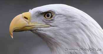 Zoo-Falknerei sucht Weißkopfseeadler - Neunkirchen - Rheinpfalz.de