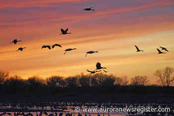 Sandhill Crane migration inspires all - Aurora News Register