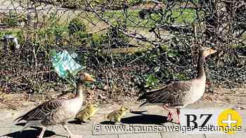 Salzgitteraner helfen Gänseschar bei Suche nach Gewässer