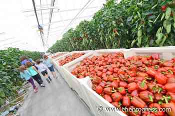 Greenhouse gas emissions exempted, for big BC greenhouses – Chilliwack Progress - Chilliwack Progress