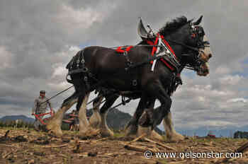 PHOTOS: Turning the sod on the 100th annual Chilliwack Plowing Match – Nelson Star - Nelson Star