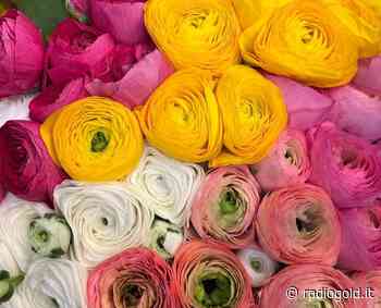 Anche Ovada all'Euroflora di Genova: tra essenze tipiche e filari di Dolcetto - Radio Gold