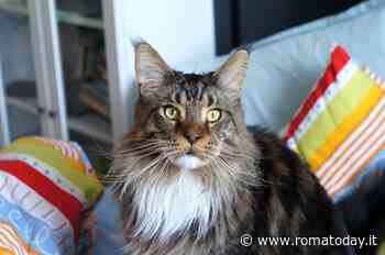 Maine Coon: caratteristiche di una delle razze di gatti più particolari