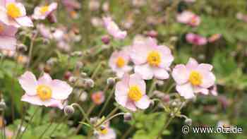 Mitstreiter für Tag der offenen Gärten in Jena gesucht