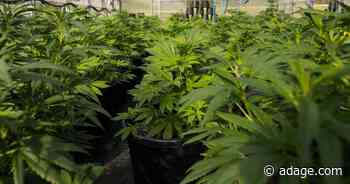 Cannabis brand building—here's what marketers should know