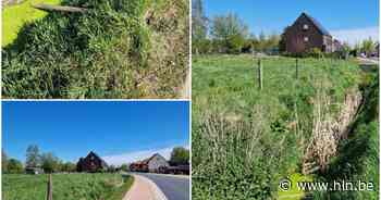 Vandalen vernielen pas aangeplante boompjes | Laarne | hln.be - Het Laatste Nieuws