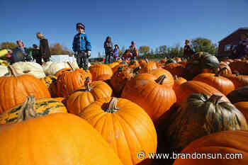 Popular pumpkin patch in Oak Lake closing down - The Brandon Sun