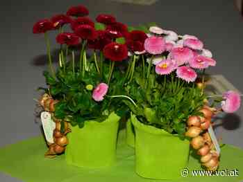 33. Jahreshauptversammlung der Seniorenbundes Sulz-Röthis-Viktorsberg - VOL.AT