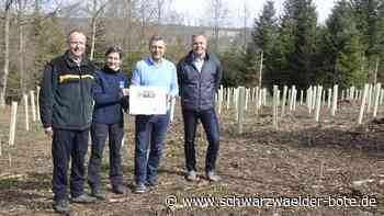 Wald der Zukunft - In Sulz sollen 1425 junge Bäume dem Klimawandel trotzen - Schwarzwälder Bote