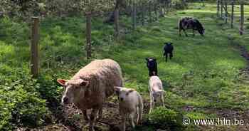 Als dat geen paascadeau is: vier lammetjes geboren op kasteeldomein Wippelgem - Het Laatste Nieuws