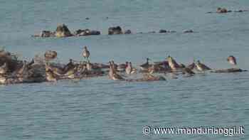 MANDURIA - Presenze eccezionali nella Salina dei Monaci, che non finisce mai di sorprendere - ManduriaOggi