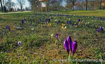 Blühpatenschaft für Blumenzwiebelmischungen in Bischofsheim gesucht - Rhein Main Verlag