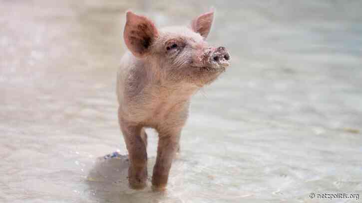 eBay-Stalkingskandal: Einschüchterung nach Mafia-Art