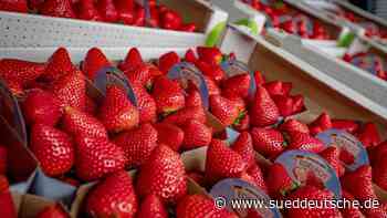 Agrar - Bruchsal - Erdbeersaison im Südwesten startet - Wirtschaft - Süddeutsche Zeitung - SZ.de