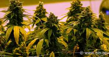 Cannabisplantage ontdekt in Wervik: 10 verdachten opgepakt | Wervik | hln.be - Het Laatste Nieuws