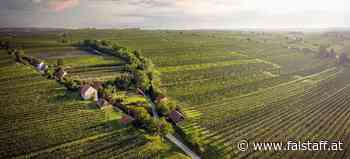 Eventtipp: Wo Grüner Veltliner rot sieht