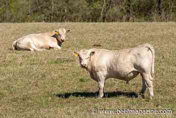 Important to check bulls ahead of every breeding season